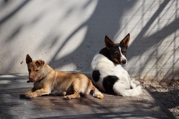 Bonnie giovane cagnolina cerca famiglia paziente Foto 4